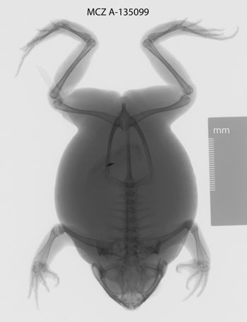 Media type: image;   Herpetology A-135099